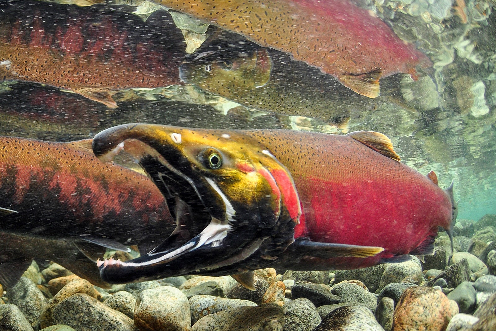 Saving Wildlife Habitat Mendocino Land Trust