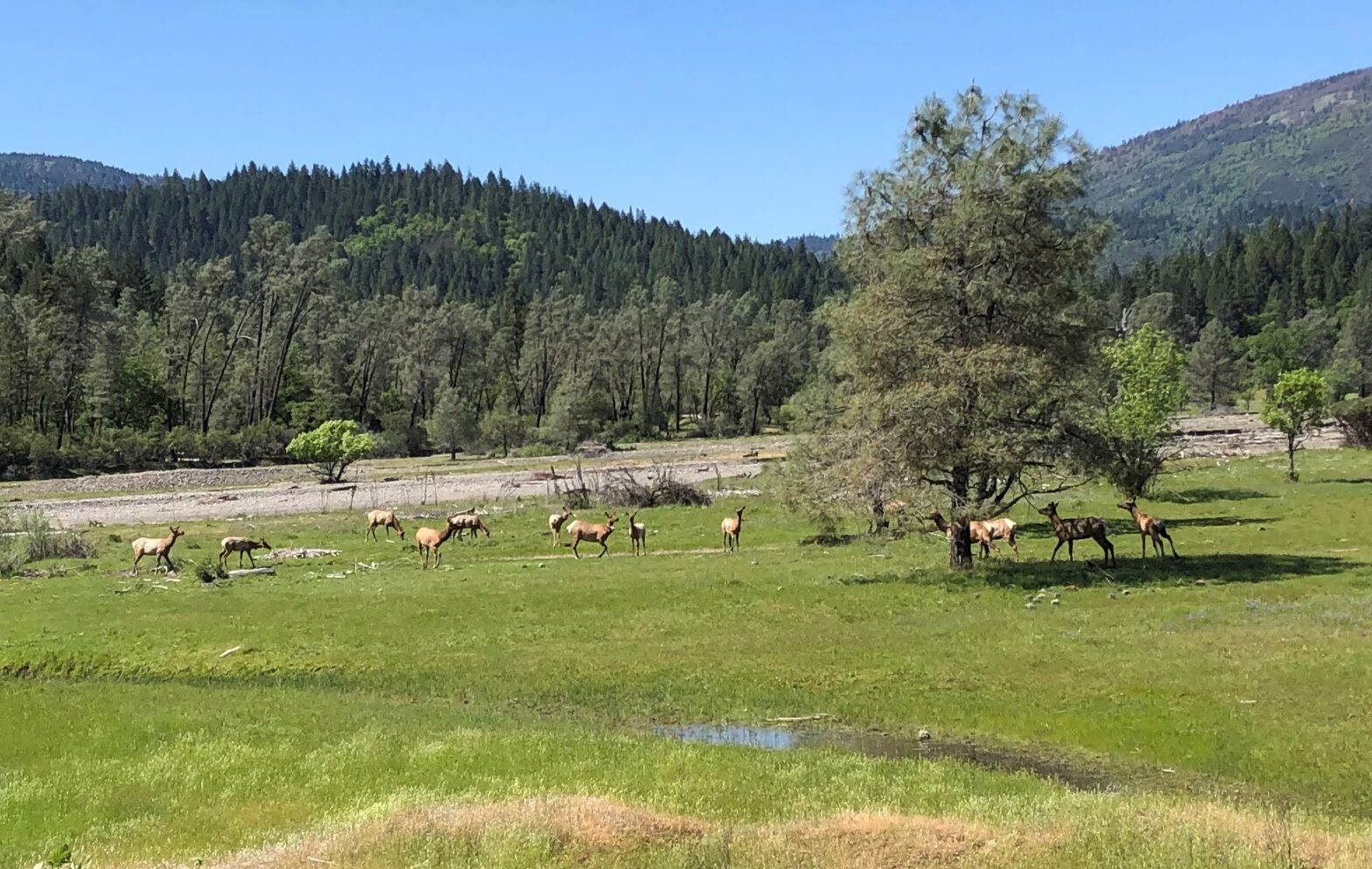 Elk in pasture