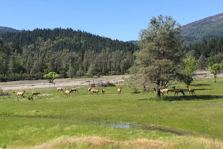 Elk in pasture