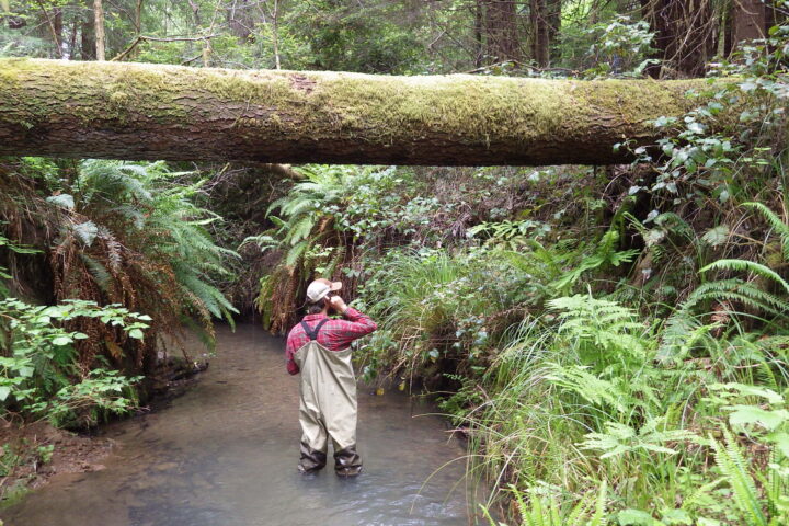 Intern standing in stream beneath a log that spans the creek