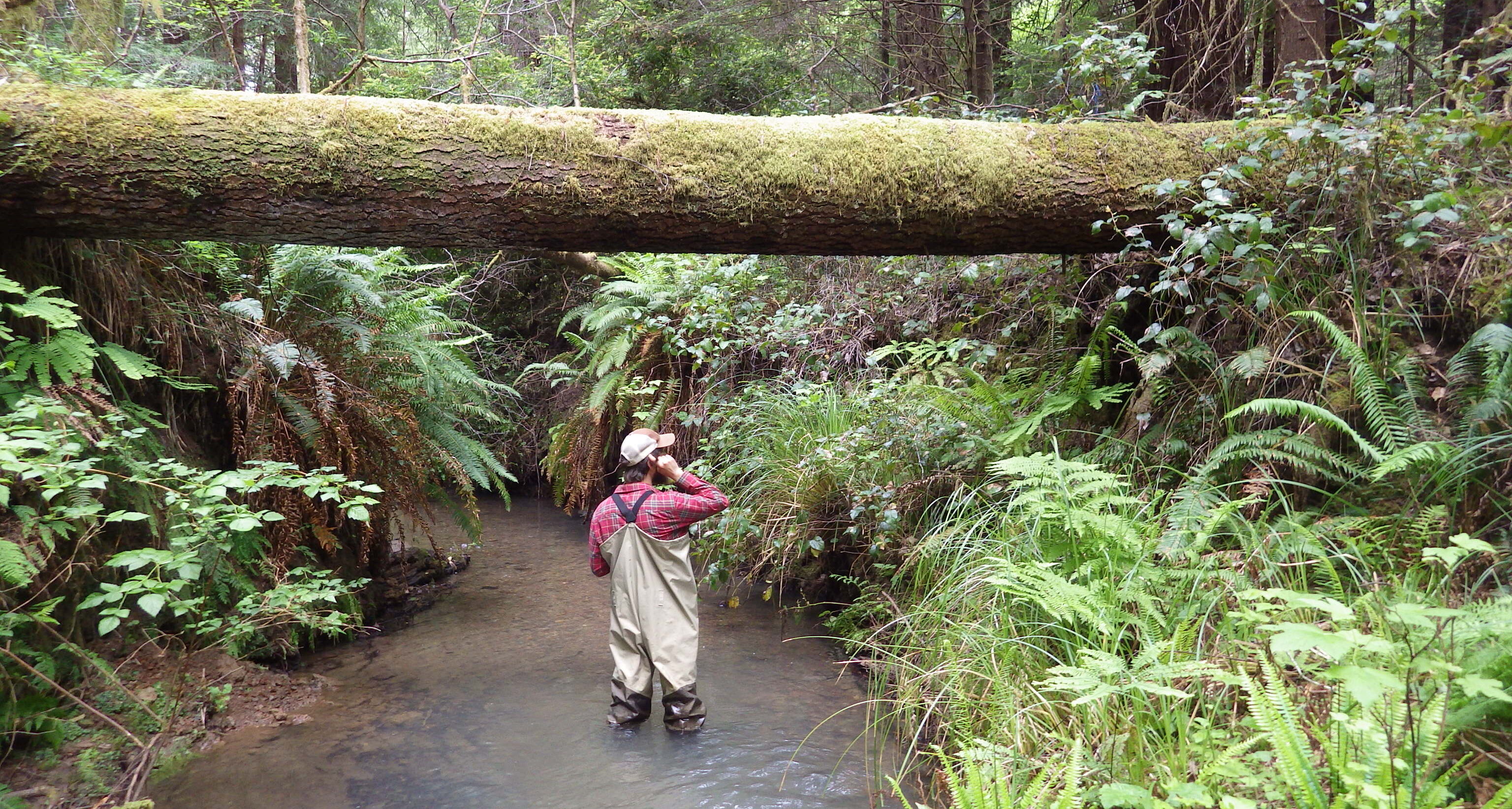 Intern standing in stream beneath a log that spans the creek