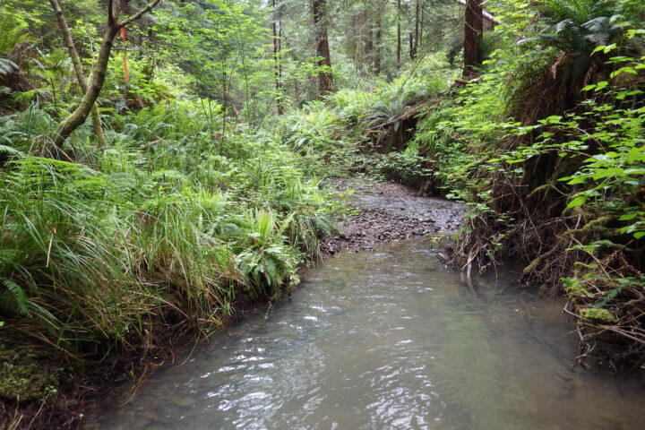 Hare Creek and Bunker Gulch Salmon Habitat Enhancement