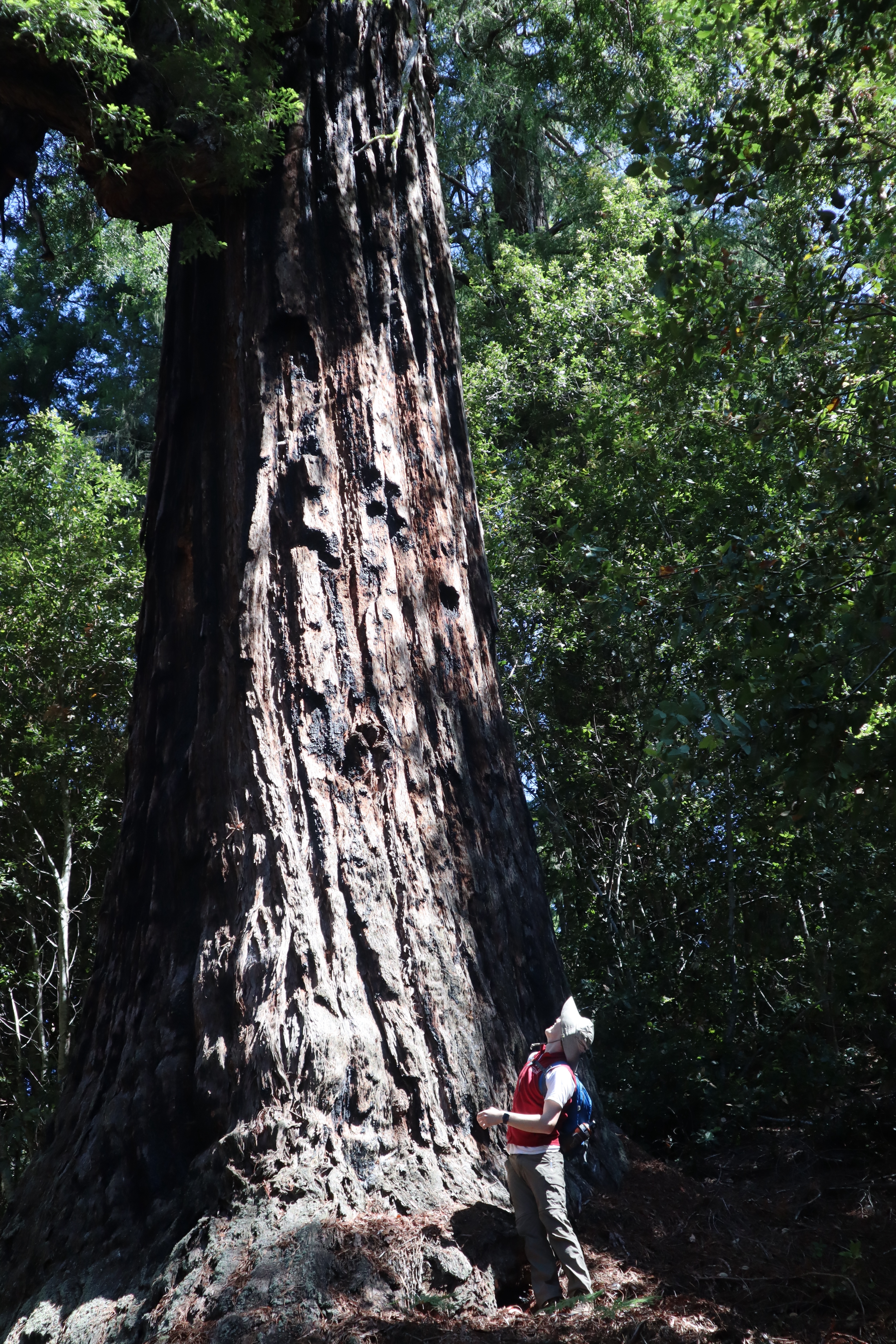 Large redwood tree and person at Noyo River Redwoods