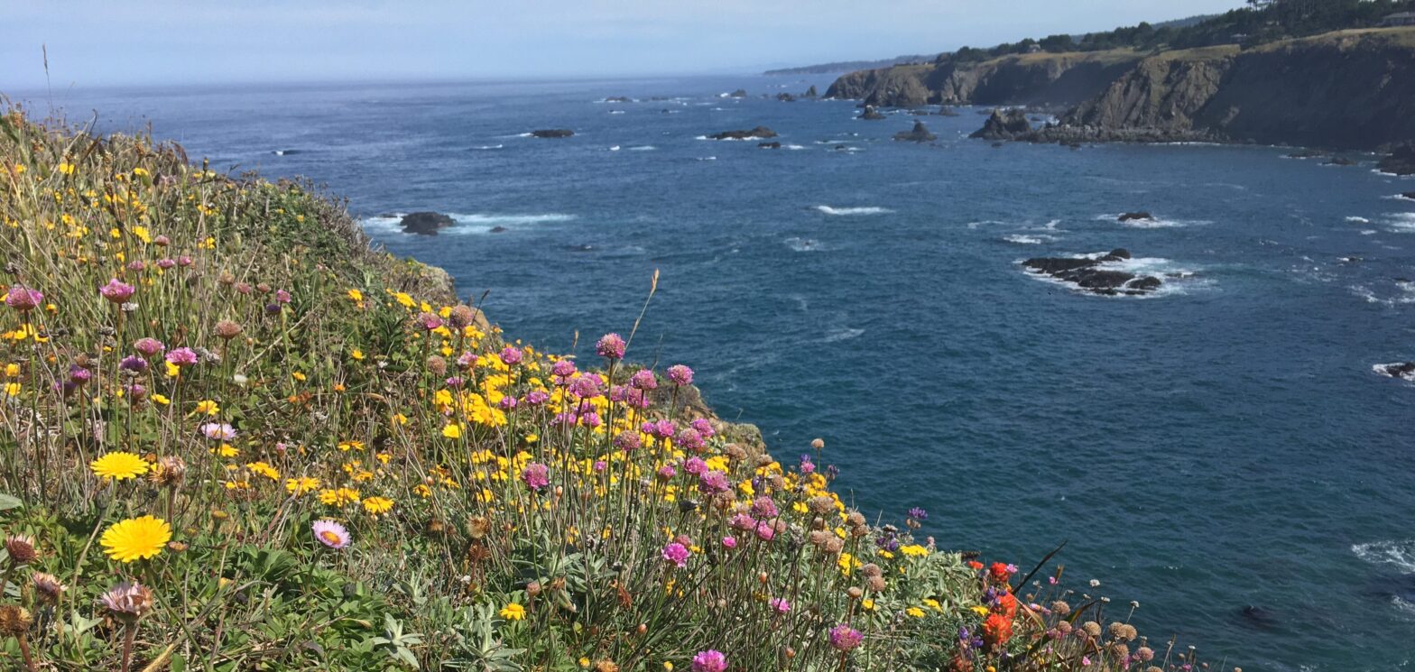 Beautiful view of ocean and bluffs with wildflowers in foreground