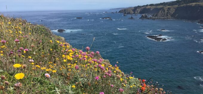 Beautiful view of ocean and bluffs with wildflowers in foreground