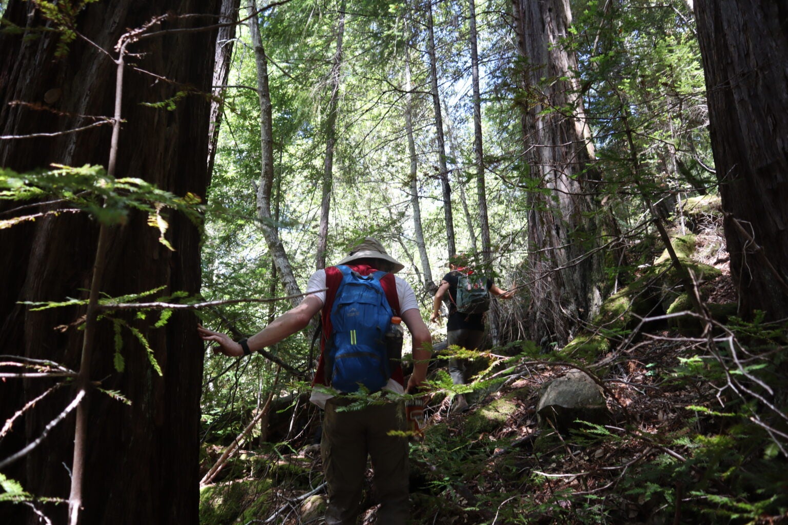 Noyo River Redwoods Trail Mendocino Land Trust