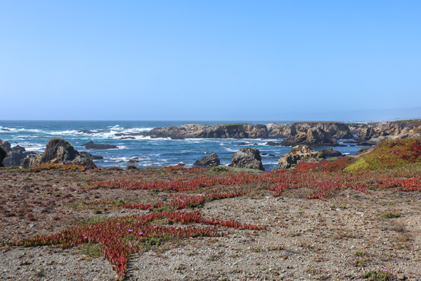 Noyo Headlands Trail