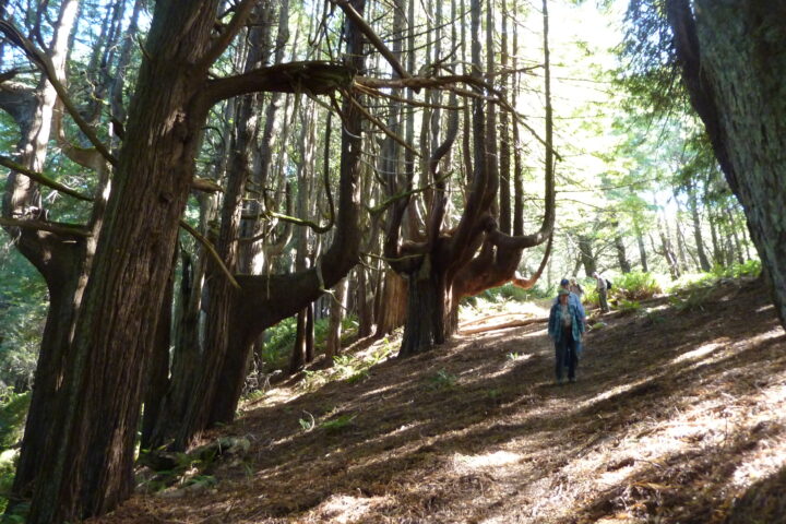 Trail Project: Peter Douglas Trail at Shady Dell