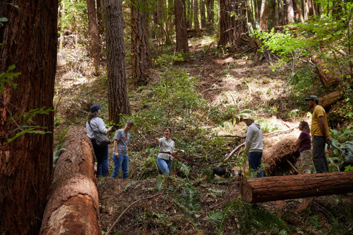 Brandon Gulch Salmon Habitat Restoration