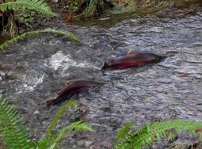 Salmon Recovery