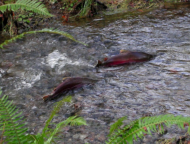 Salmon Recovery