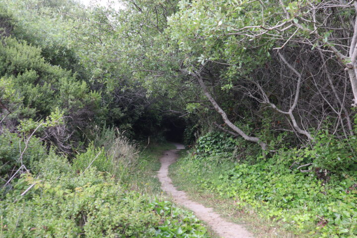 Hare Creek Beach and Trail