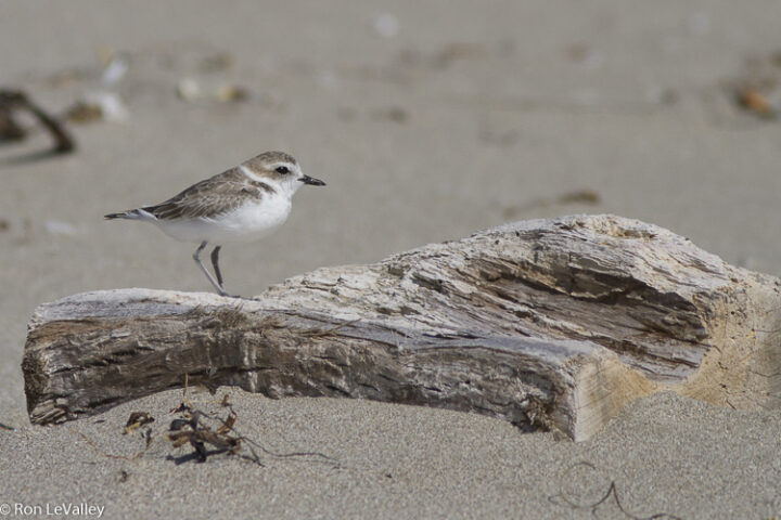 Manchester State Beach