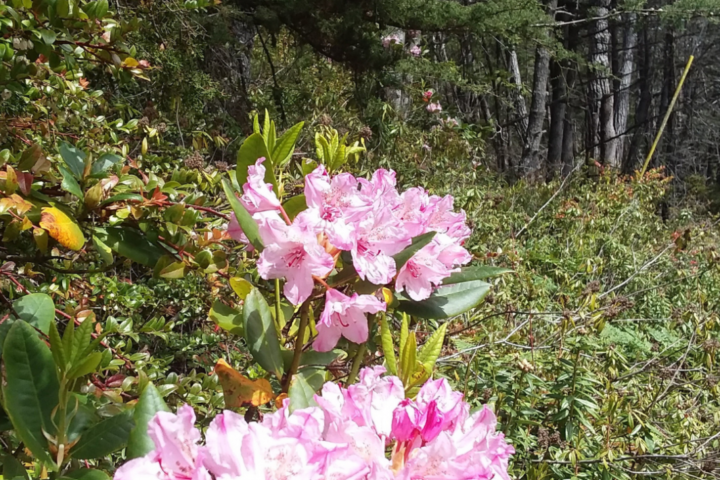 Conservation Easement: Pygmy Forest Protection