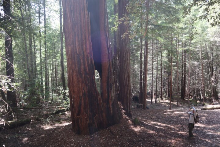 man looking up at massive redwood