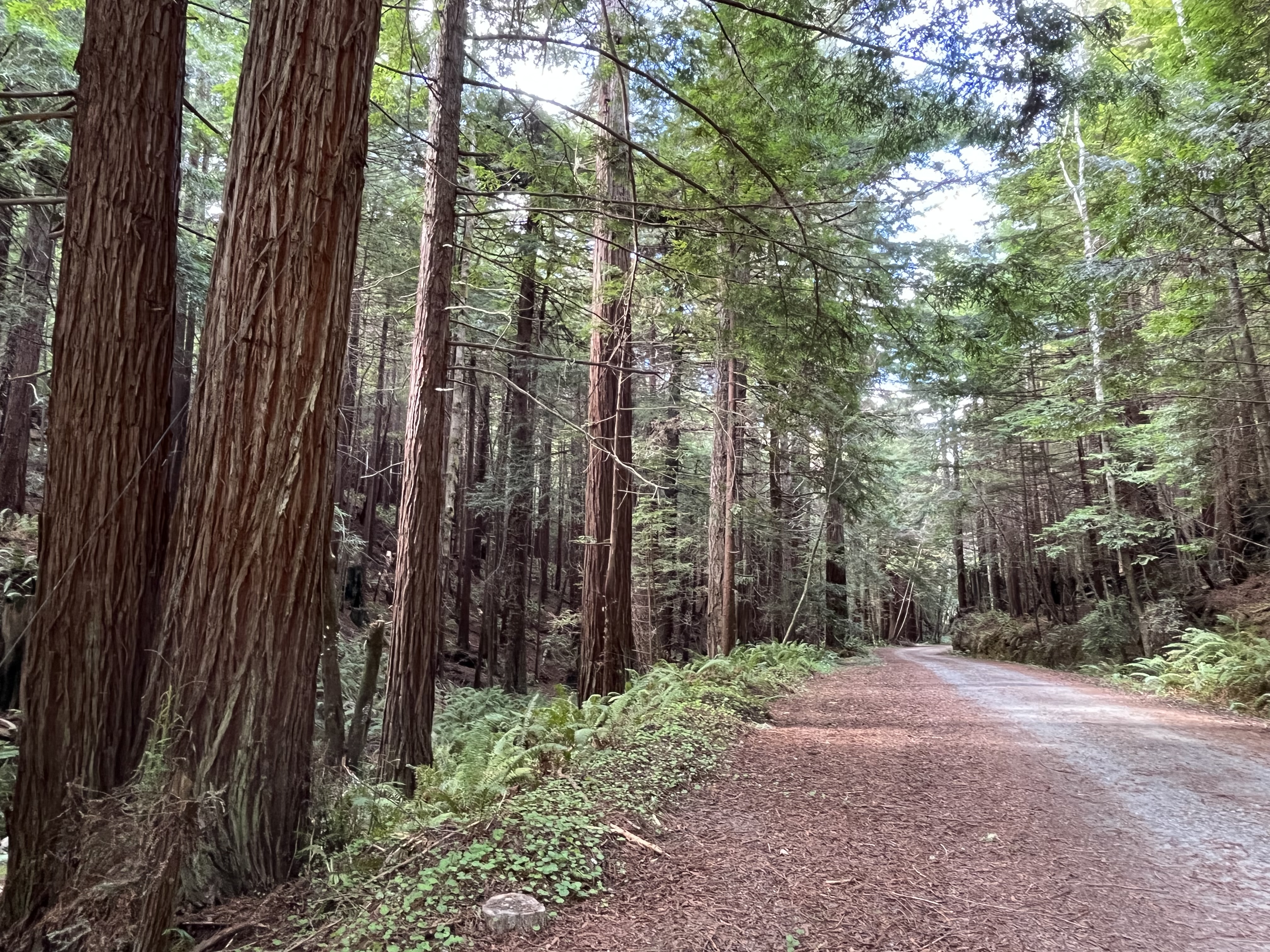 Hathaway Forest