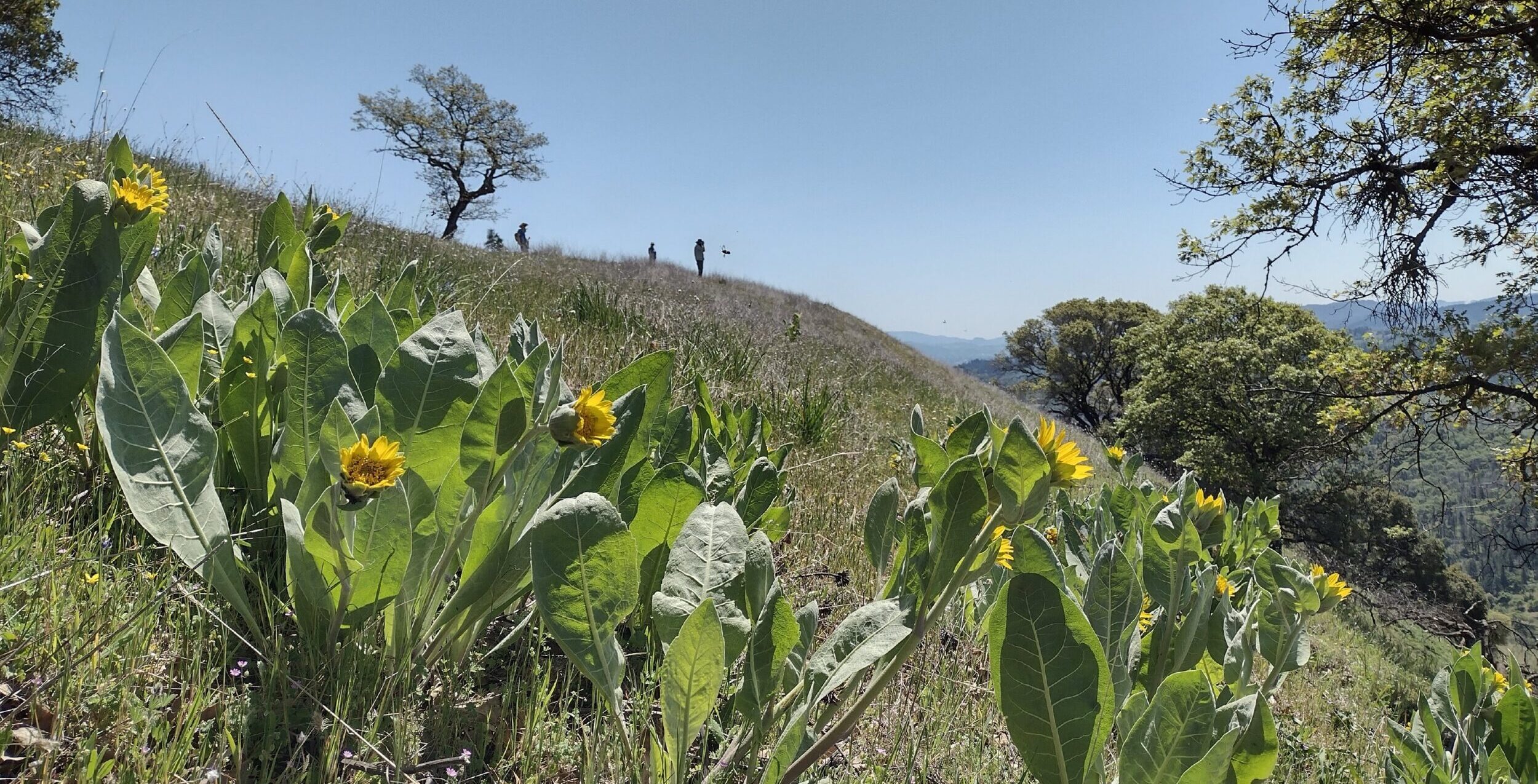 wildflowers and hikers