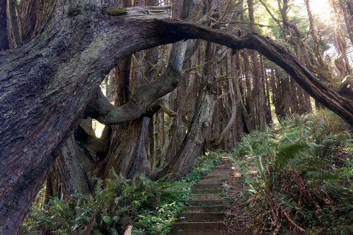 Peter Douglas Trail