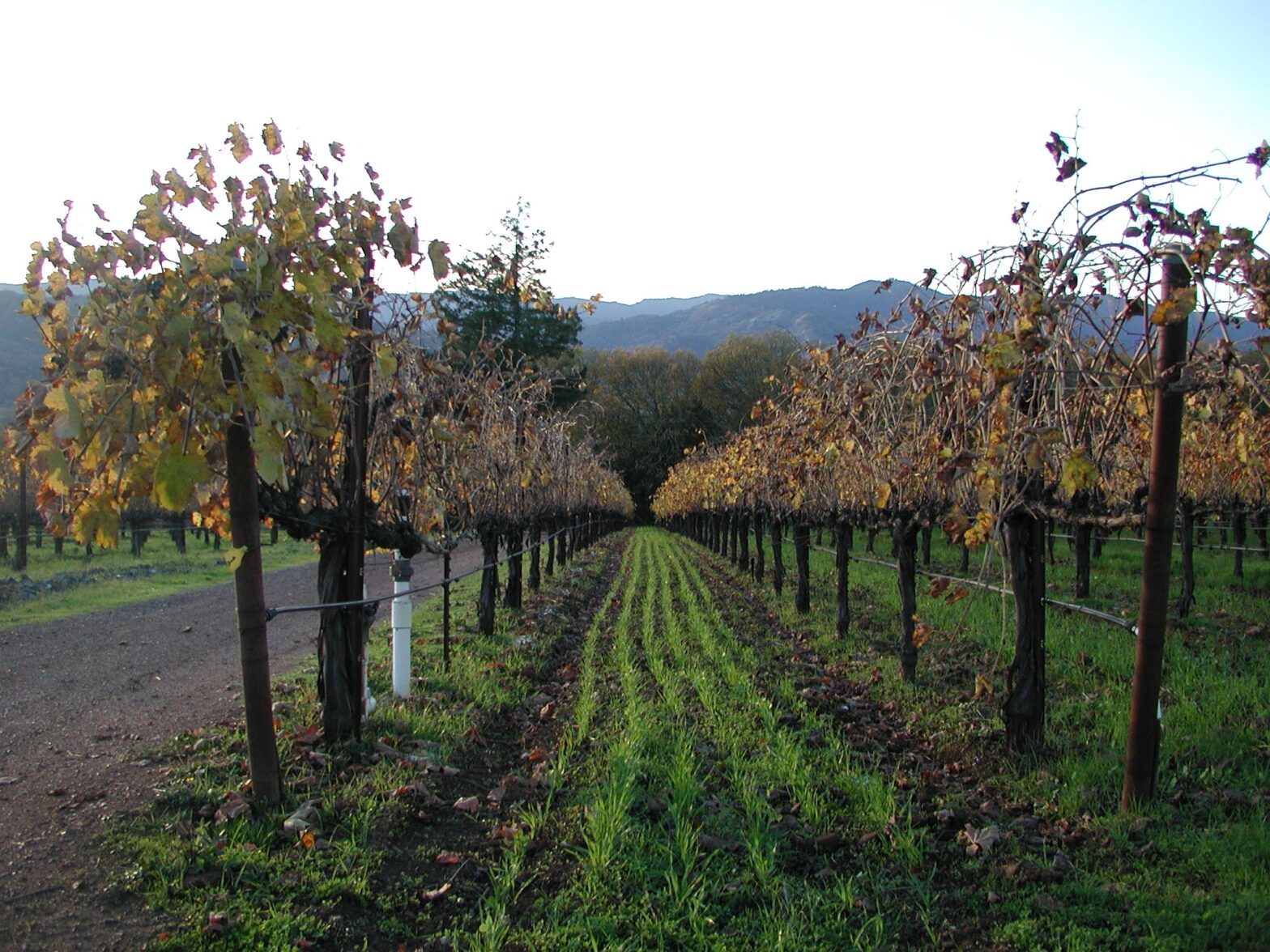 Vineyard - looking down one of the rows