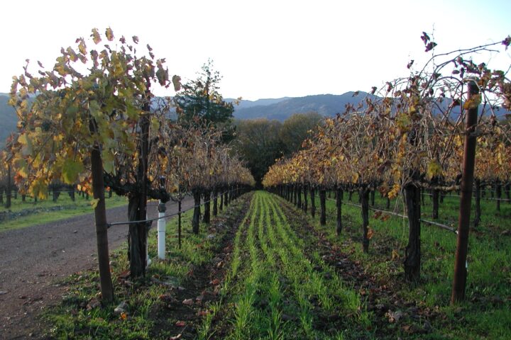 Vineyard - looking down one of the rows