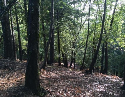 Conservation Easement: Linney-Dye
