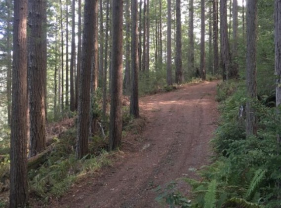 Dirt road through forest