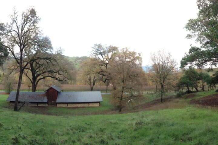 An old sheep barn between massive oak trees