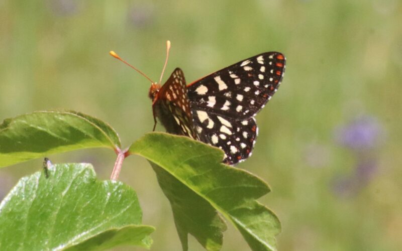 checkerspot butterfly