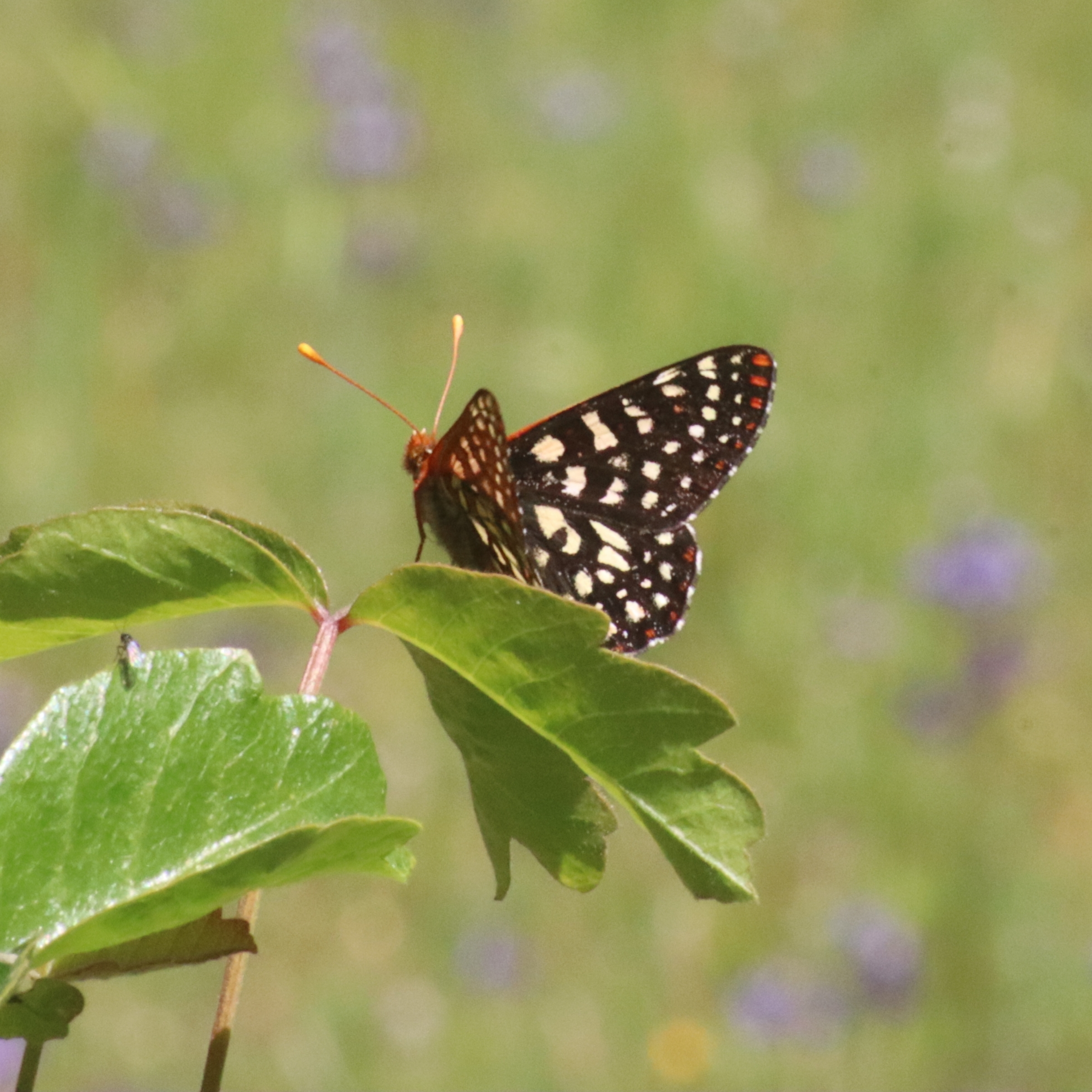 checkerspot butterfly