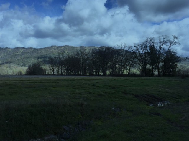 Photo of oak woodlands across field, quality is terrible