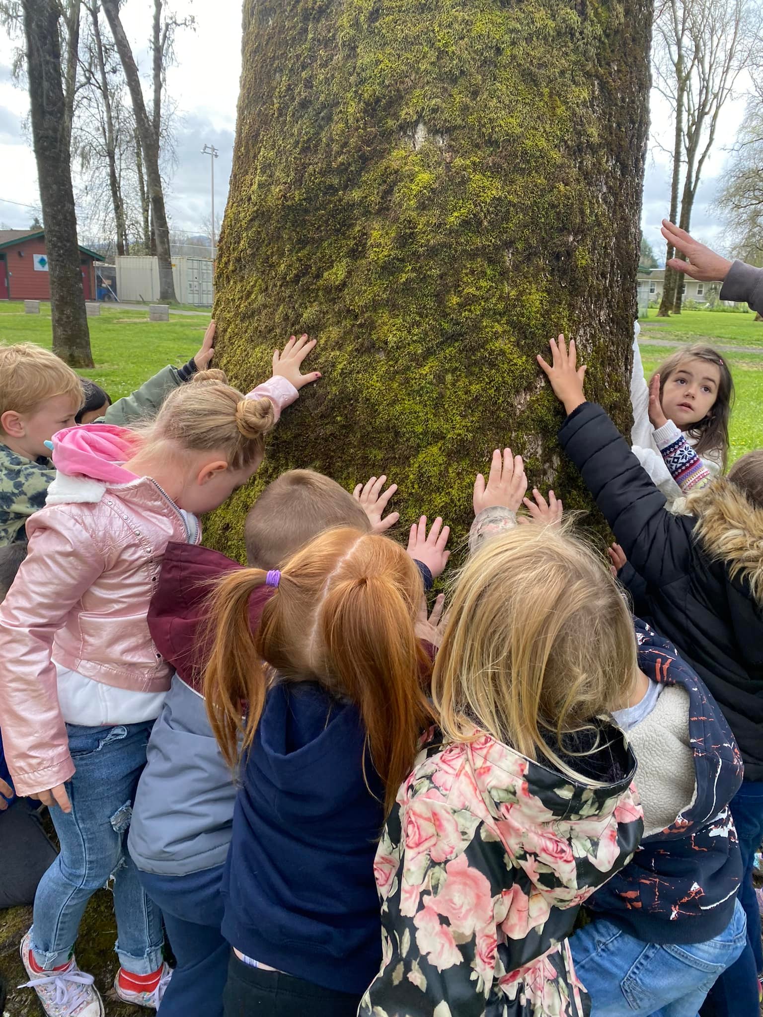 eight adorable preschoolers clustered tight around a mossy tree. they are petting the moss