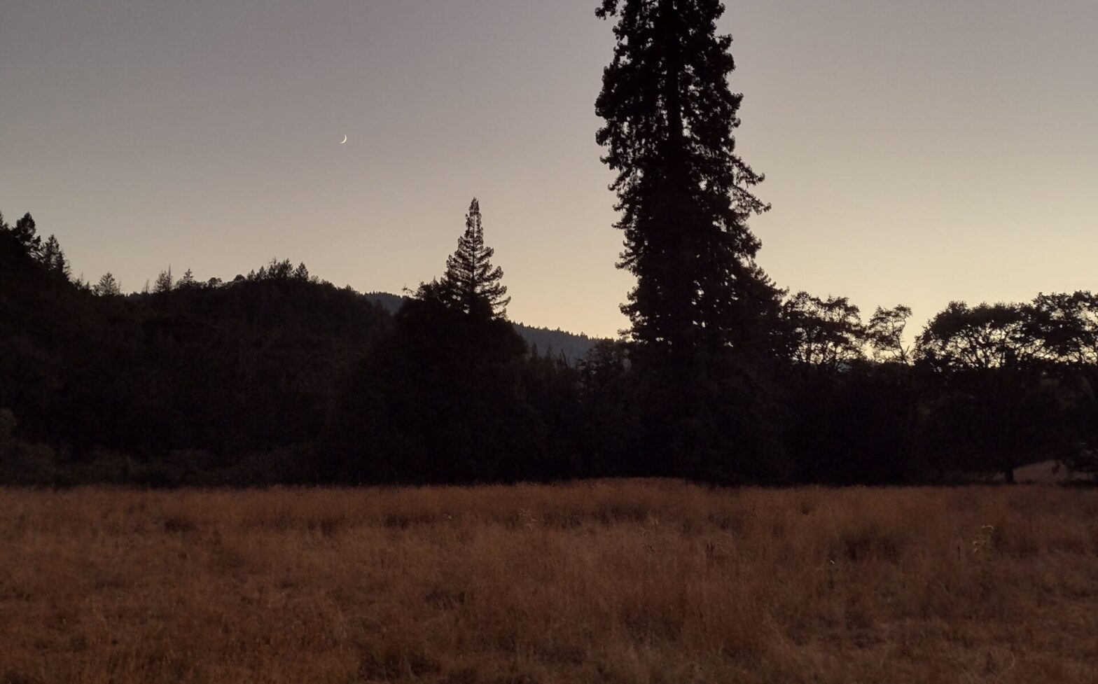 Evening view of a tall redwood tree above a grassy field