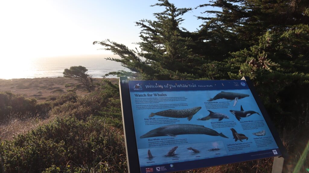 whale watching tours fort bragg ca