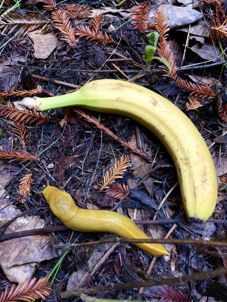 Mike Heine photo of a banana slug next to an actual banana, on right :) 
