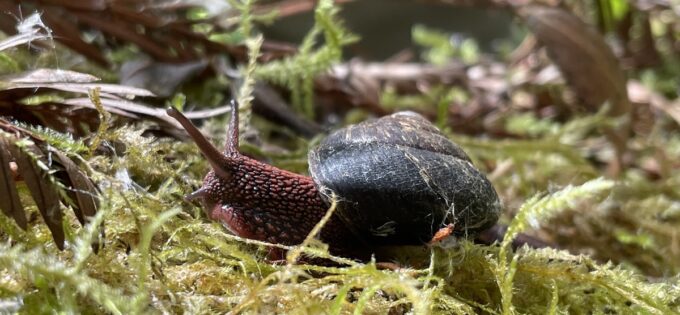 Picture of the Redwood Sideband Snail provided by Michael Heine