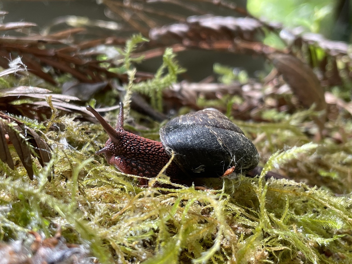 Picture of the Redwood Sideband Snail provided by Michael Heine