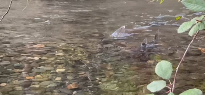 Salmon in stream, frame grab from Mike Heine video