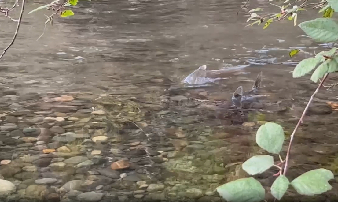 Salmon in stream, frame grab from Mike Heine video