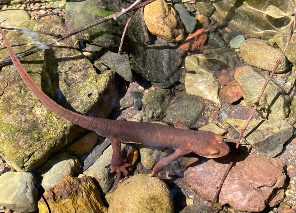 Image of Taricha torosa, the California newt. This is a toxic amphibian found in California.