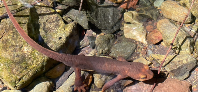 Image of Taricha torosa, the California newt. This is a toxic amphibian found in California.