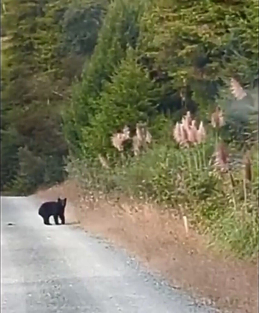 Screenshot of Black Bear in video clip from Mike Heine - 4-24-24 Wildlife Wednesdays