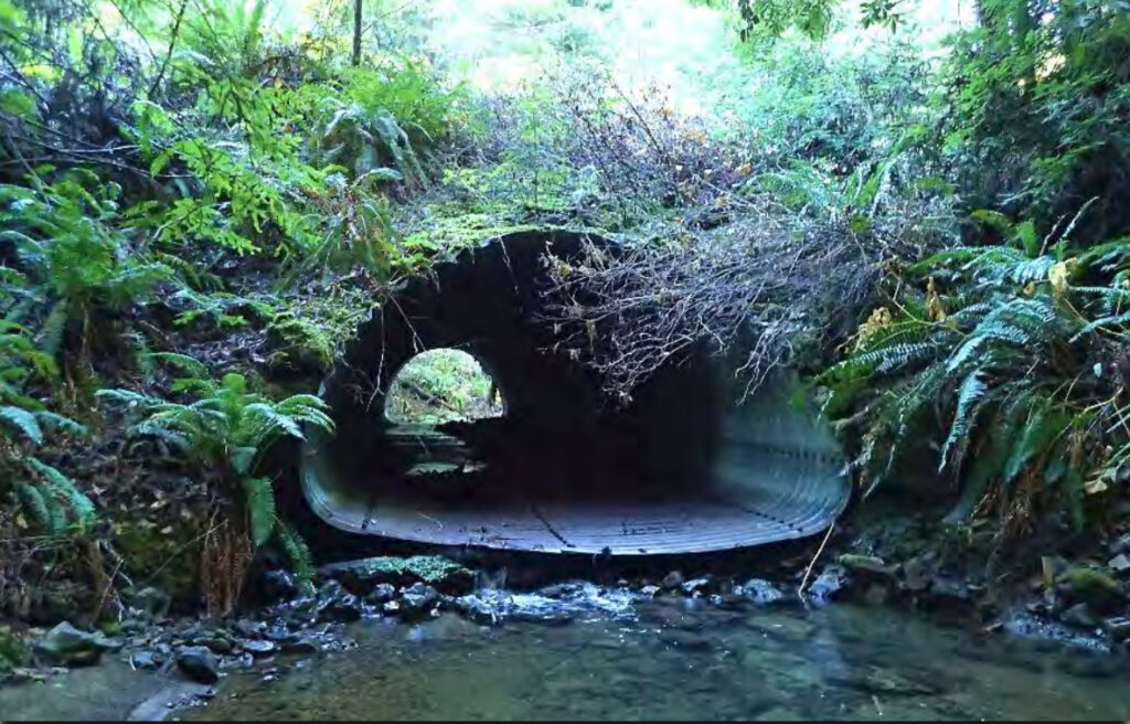 Rusty old culvert on Chamberlain Creek is blocking salmon migration.