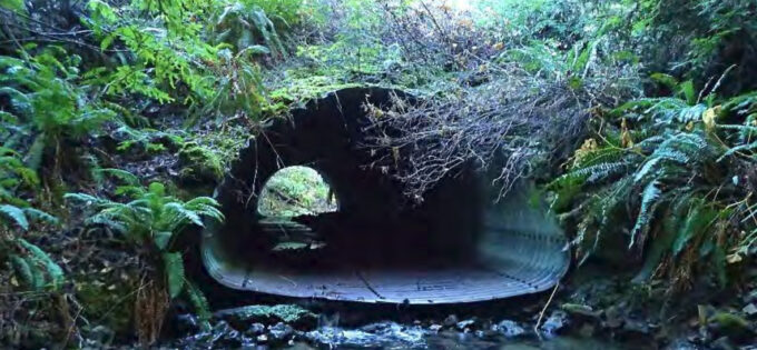 Rusty old culvert on Chamberlain Creek is blocking salmon migration.