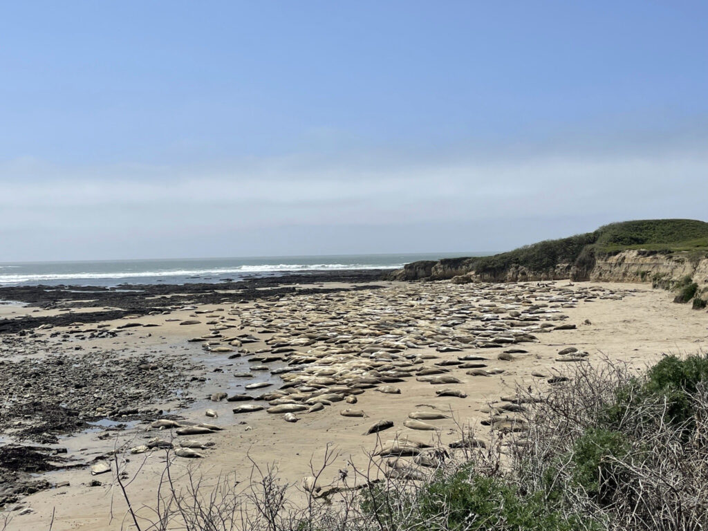 Michael Heine photo of elephants seals on the beach.