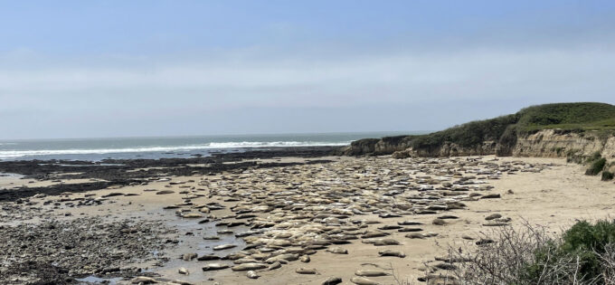 Michael Heine photo of elephants seals on the beach.