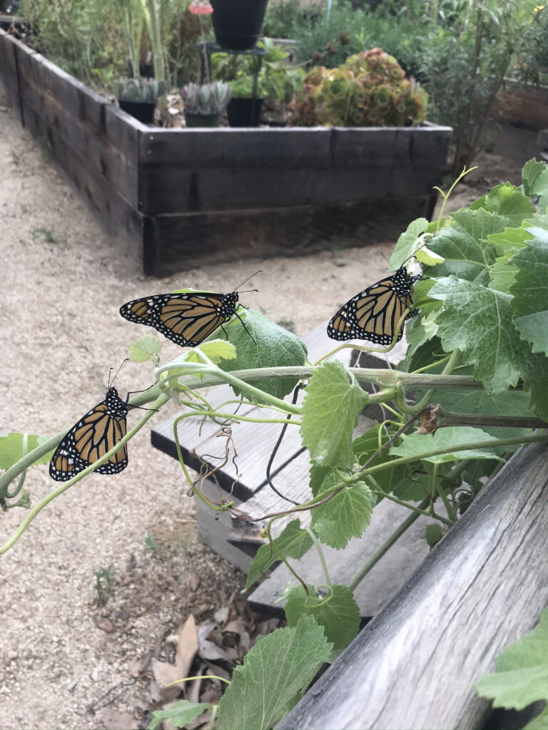 Photo of Monarch Butterflies - by Mike Heine