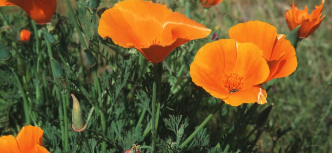 Public Domain image of California Poppy. Image used to celebrate April 6th, California Poppy day! Yes, it's really a thing.