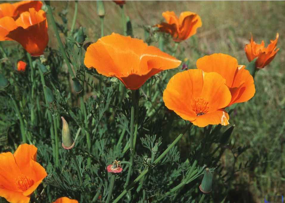 Public Domain image of California Poppy. Image used to celebrate April 6th, California Poppy day! Yes, it's really a thing. 