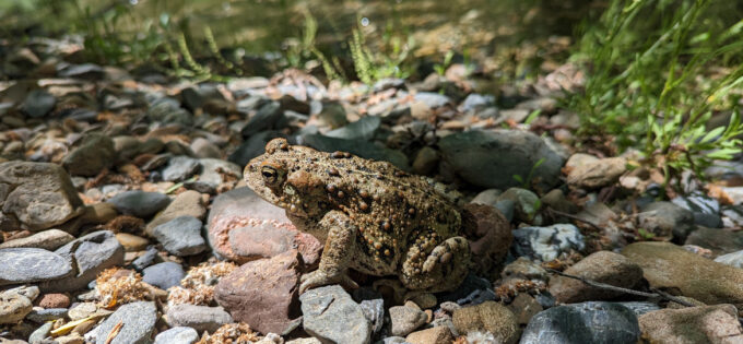 Image of a Western toad at rest in a rocky creek. Photo provided by Mike Heine.