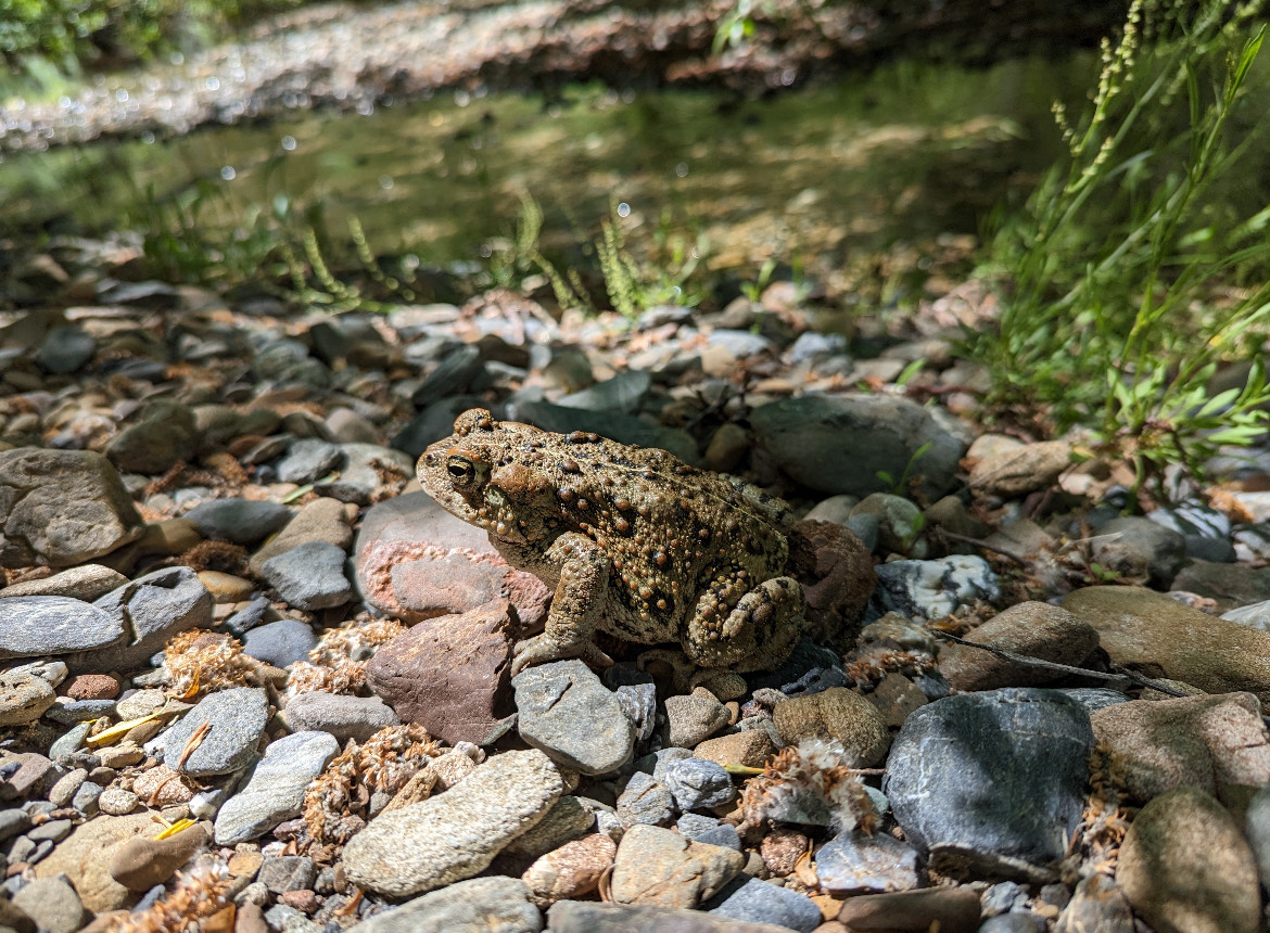 Image of a Western toad at rest in a rocky creek. Photo provided by Mike Heine.